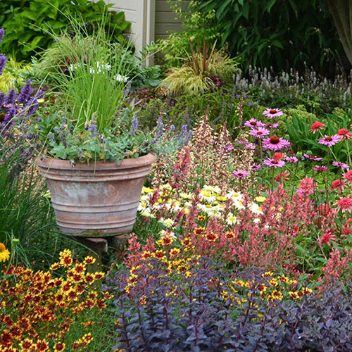 Hardy Perennial Plant Lucky Dip Hardy Perennial Plant Lucky Dip