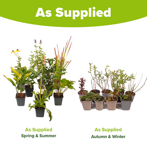 Hardy Perennial Plant Lucky Dip Hardy Perennial Plant Lucky Dip