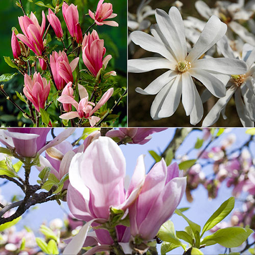 Magnolia Collection Magnolia Collection