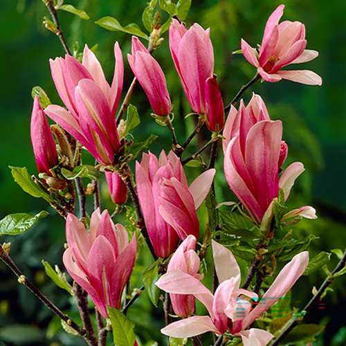 Magnolia Collection Magnolia Collection
