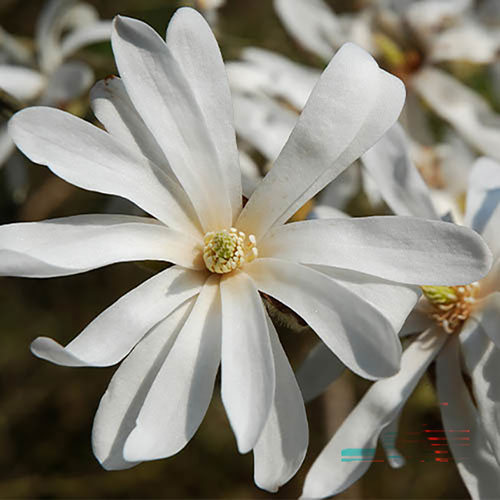 Magnolia Collection Magnolia Collection