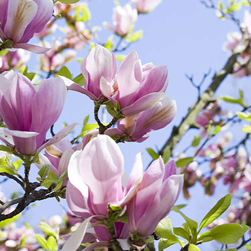 Magnolia Collection Magnolia Collection