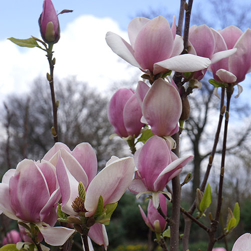 Magnolia soulangeana Magnolia soulangeana