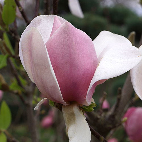 Magnolia soulangeana Magnolia soulangeana