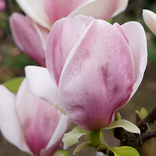 Magnolia soulangeana Magnolia soulangeana