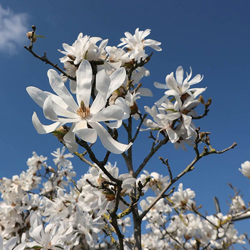 Magnolia Stellata Magnolia Stellata