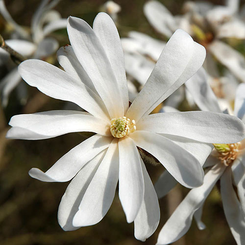 Magnolia Stellata Magnolia Stellata
