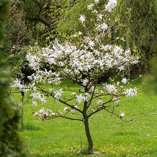 Magnolia Stellata Magnolia Stellata