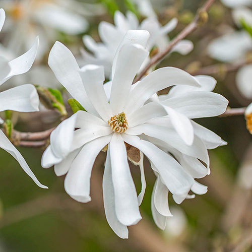 Magnolia Stellata Magnolia Stellata