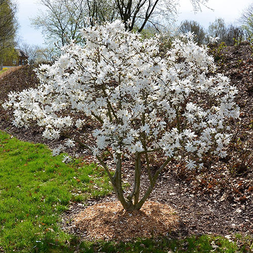 Magnolia Stellata Magnolia Stellata