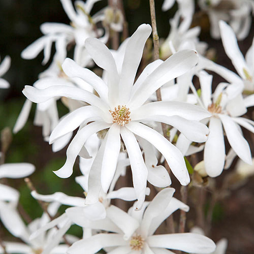 Magnolia Stellata Magnolia Stellata