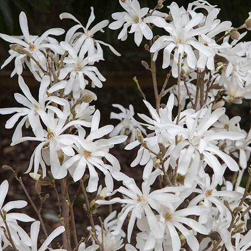 Magnolia Stellata Magnolia Stellata