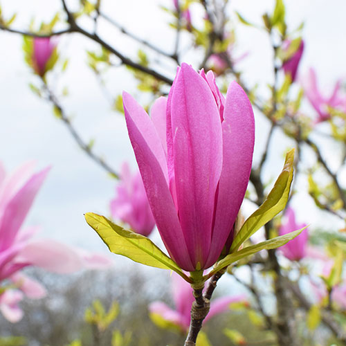 Magnolia Susan Magnolia Susan