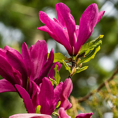 Magnolia Susan Magnolia Susan