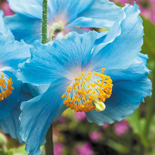 Meconopsis betonicifolia 