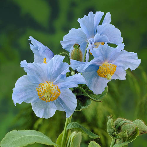 Meconopsis betonicifolia 