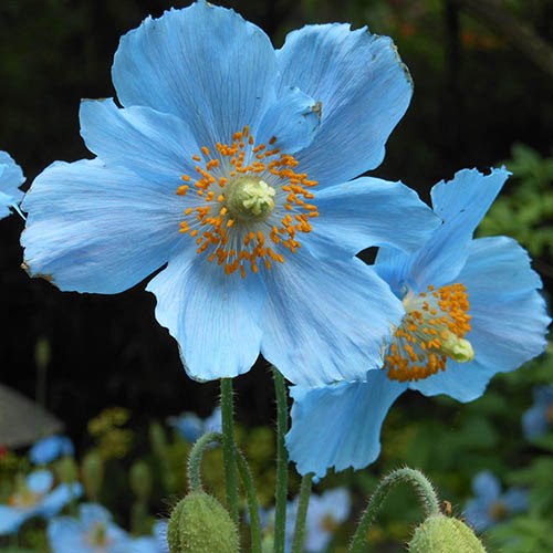 Meconopsis betonicifolia 