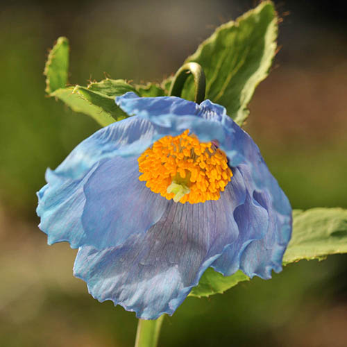 Meconopsis betonicifolia 