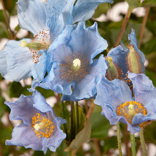 Meconopsis betonicifolia 