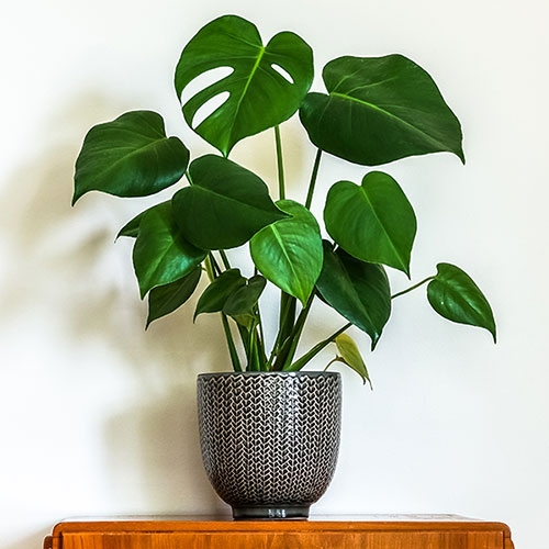 Swiss Cheese Plant Monstera Swiss Cheese Plant Monstera