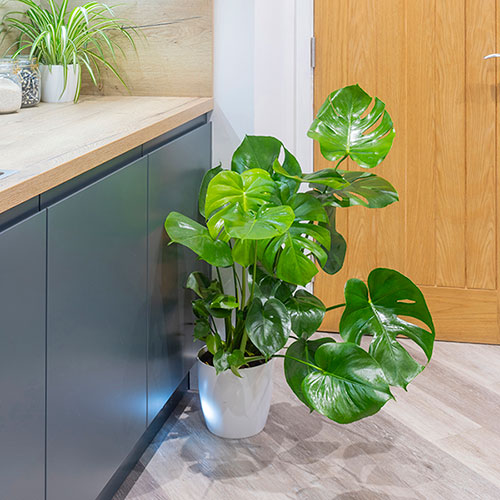 Swiss Cheese Plant Monstera Swiss Cheese Plant Monstera