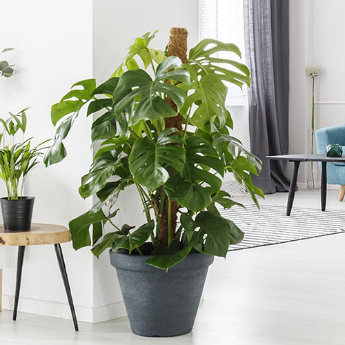 Swiss Cheese Plant Monstera Swiss Cheese Plant Monstera