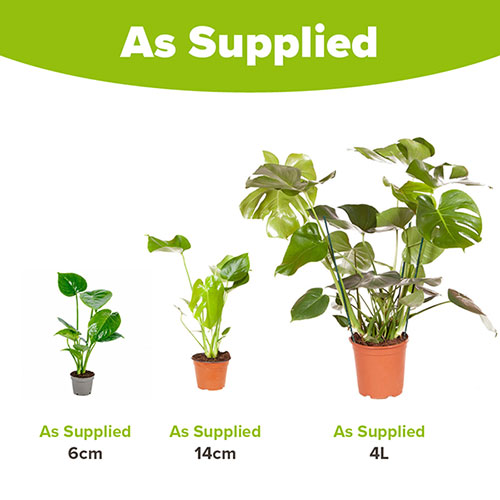 Swiss Cheese Plant Monstera Swiss Cheese Plant Monstera
