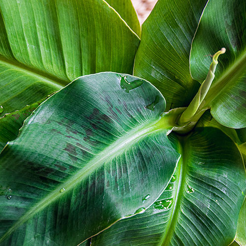 Banana Plant Musa acuminata Banana Plant Musa acuminata