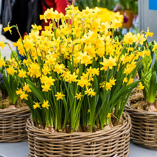 Dwarf Daffodil Tête-à-Tête Dwarf Daffodil Tête-à-Tête
