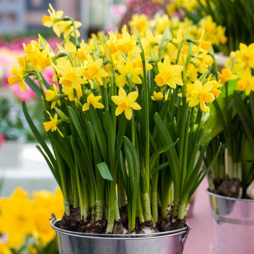 Dwarf Daffodil Tête-à-Tête Dwarf Daffodil Tête-à-Tête