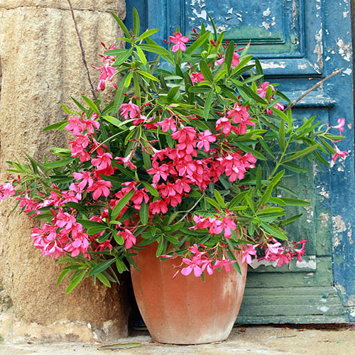 Oleander Shades of Pink Bush Oleander Shades of Pink Bush