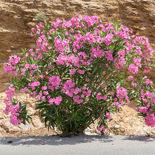 Oleander Shades of Pink Bush Oleander Shades of Pink Bush