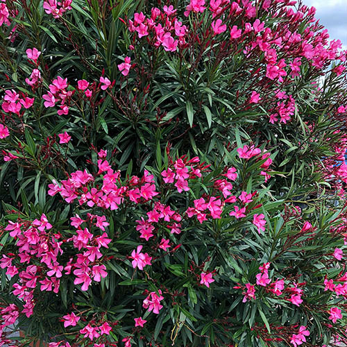 Oleander Shades of Pink Bush Oleander Shades of Pink Bush