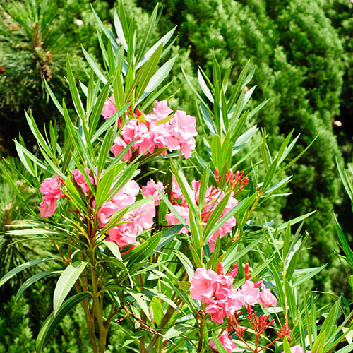 Oleander Shades of Pink Bush Oleander Shades of Pink Bush