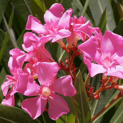 Oleander Shades of Pink Bush Oleander Shades of Pink Bush