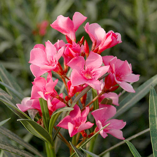 Oleander Shades of Pink Bush Oleander Shades of Pink Bush