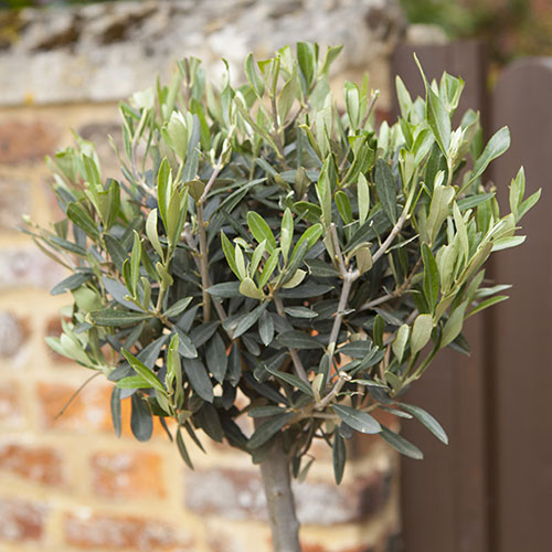 Standard Olive Tree