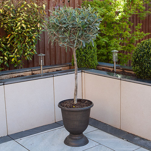 Standard Olive Tree