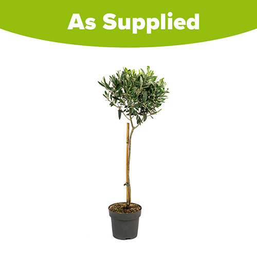 Standard Olive Tree