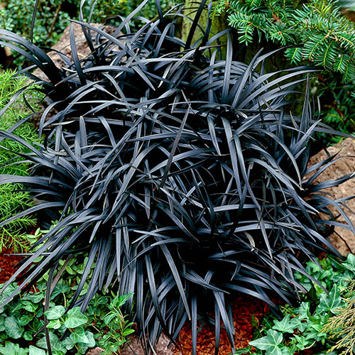 Ophiopogon Black Dragon Grass
