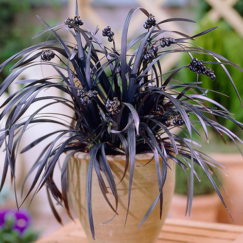 Ophiopogon Black Dragon Grass