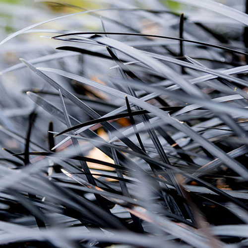 Ophiopogon Black Dragon Grass