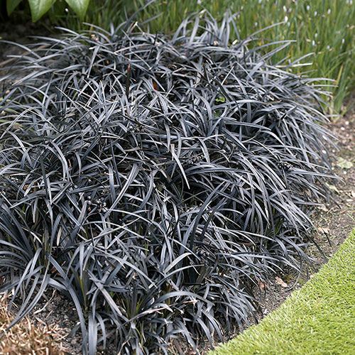 Ophiopogon Black Dragon Grass