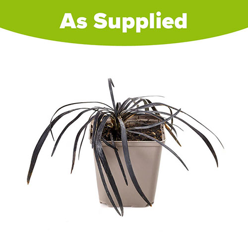Ophiopogon Black Dragon Grass