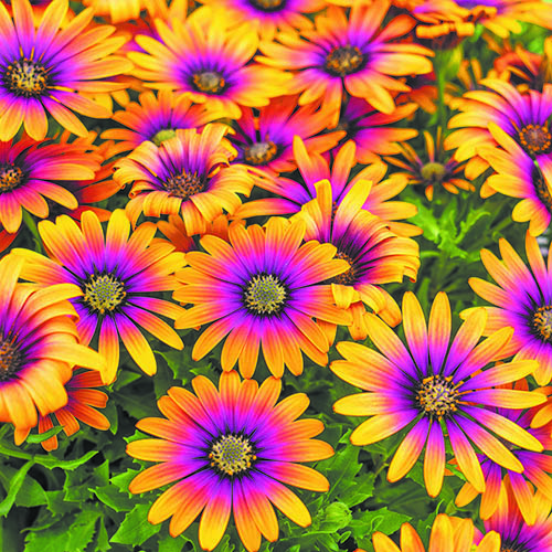 Osteospermum  Purple Sun 