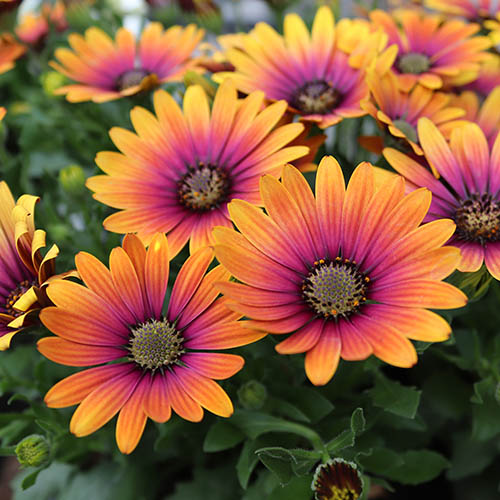 Osteospermum  Purple Sun 