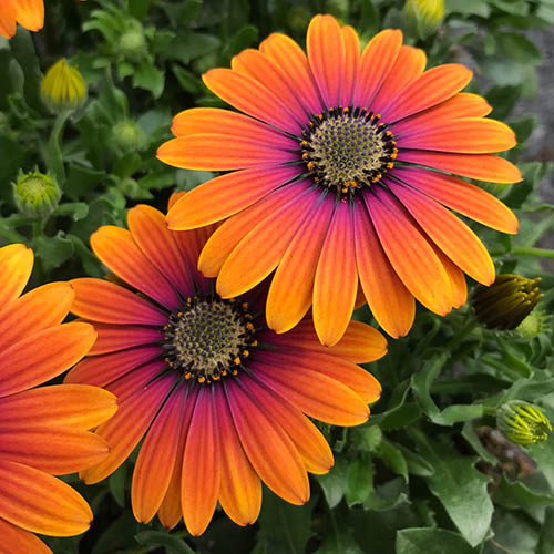 Osteospermum  Purple Sun 