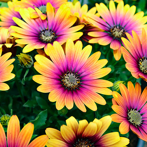 Osteospermum  Purple Sun 