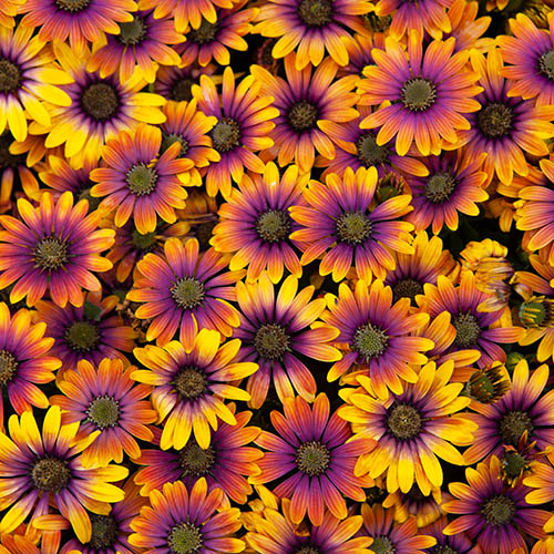 Osteospermum  Purple Sun 