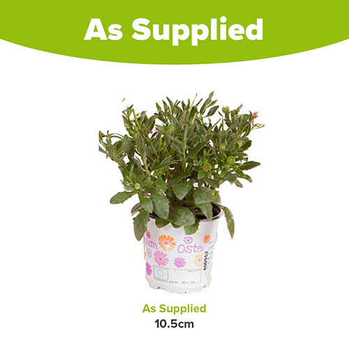 African Daisy Osteospermum Purple Sun